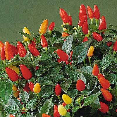 Tabasco Chile Pepper seed  Capsicum annuum 'Tabasco'